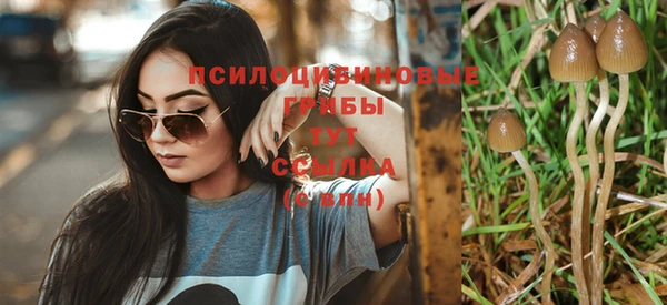 PSILOCYBIN Козловка